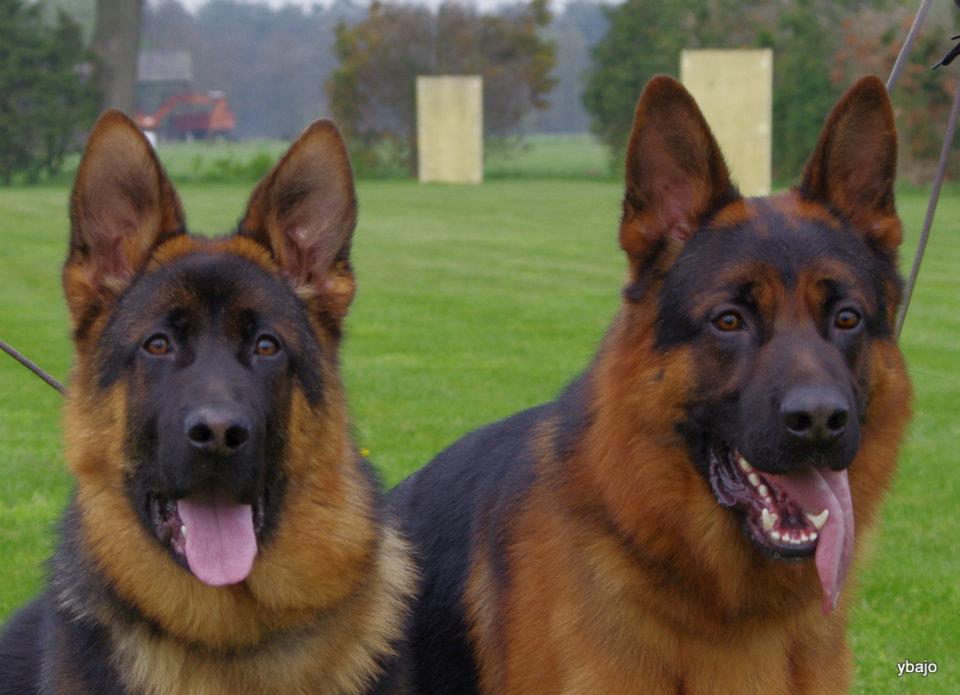 Count Ustinov v.d. Ybajo Hoeve and his little brother King Ustinov v.d. Ybajo Hoeve